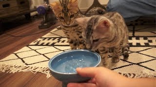 夏なので猫に氷水始めました