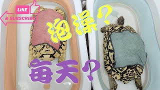 《我的豹龜日記》-- 日常分享vlog--豹龜需不需要每天泡澡?牠們為什麽要泡澡?