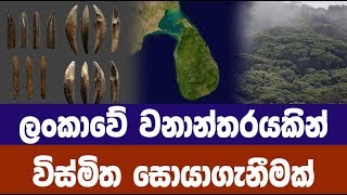 ලංකාවේ වනාන්තරයකින් විස්මිත සොයාගැනීමක්