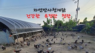 친환경 고정된 혈통의 청계닭 종계군 \u0026 청계 종계농장, 2025, 2,1,