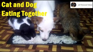 Cat and Dog Eating Together