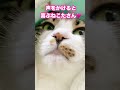 飼い主に声をかけられると嬉しくなっちゃう元野良猫ねこたさん🩷 shorts