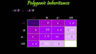 Polygenic Inheritance