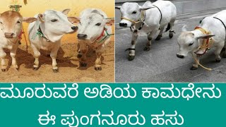 ಮೂರೂವರೆ ಅಡಿಯ ಕಾಮಧೇನು ಪುಂಗನೂರು ಹಸು || Three and a half feet Kamadhenu Punganur cow