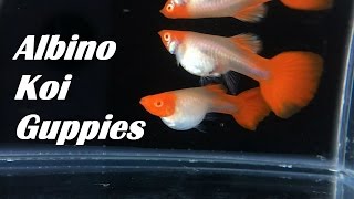 Albino Koi Guppies (King Koi Genes)