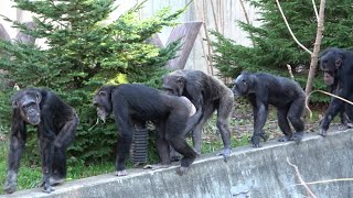 🎶Mama and Daughter, Daughter and Mama Chimpanzee Maruyama Zoo