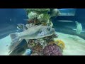 marine kingdom in chennai ഇന്ത്യയിലെ ഏറ്റവും വലിയ ടണൽ ആക്ക്യൂറിയം ep15