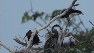 Ep12. Australasian darter birds She raised her young in the nest very well.