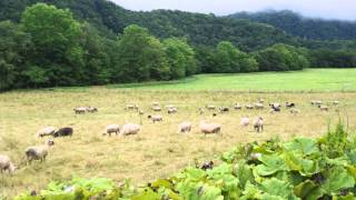 白糠町上茶路めん羊牧場1