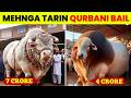 Biggest Qurbani Animals on Eid ul Adha 2026 | Most Expensive Sacrifice Animals
