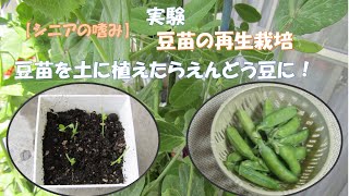 【シニアの嗜み】再生栽培★豆苗を土に植えたらえんどう豆に！＃再生栽培＃豆苗＃えんどう豆