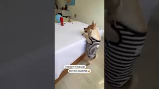 niedlich und so geschickt der kleine Chihuahua