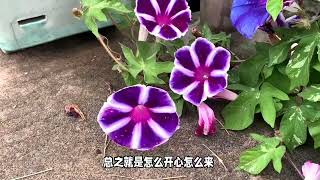 牵牛花：园艺界的“蜘蛛侠”，攀爬特技惊艳众人