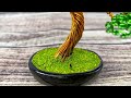 i made a cute mini bonsai from aluminum wire wire bonsai diary 1 tutorial bonsai pohon kawat