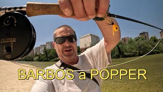 Pesca de barbos a popper. Explosiones de la superficie. #fishing #barbo #pesca #popperfishing