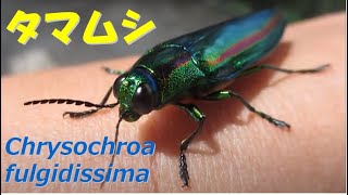 タマムシ （ヤマトタマムシ）　Chrysochroa fulgidissima