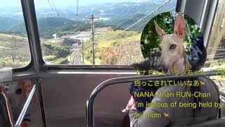 イタグレ\u0026トイプー Italian Greyhound \u0026 Toy Poodle “JUKKOKU PASS BEHIND MT.FUJI \u0026 CABLE CAR\