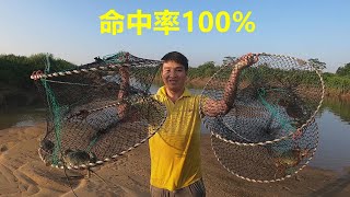 這樣下蟹籠效率就是高，命中率100%，大青蟹就跟撿一樣