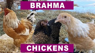 Why Brahma Chickens?  Because Brahmas are awesome!