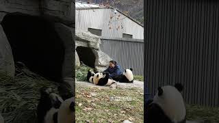 本来今天的主题是暖心奶妈！没想到精彩在最后！ #panda #大熊猫