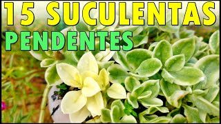 15 SUCULENTAS PENDENTES LINDAS E DE FÁCIL CULTIVO