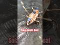 Diy creative perahu dayung bertenaga 3 panel surya | 3 solar panels powered rowboat