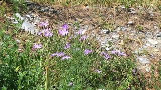 エドゥーサチョウセンシロチョウ / Pontia edusa (Eastern Bath white) ロイク 2018/05/30 Leuk Valais, Butterfly of Swiss