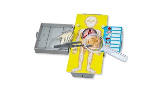 KidzLabs HUMAN TORSO ANATOMY