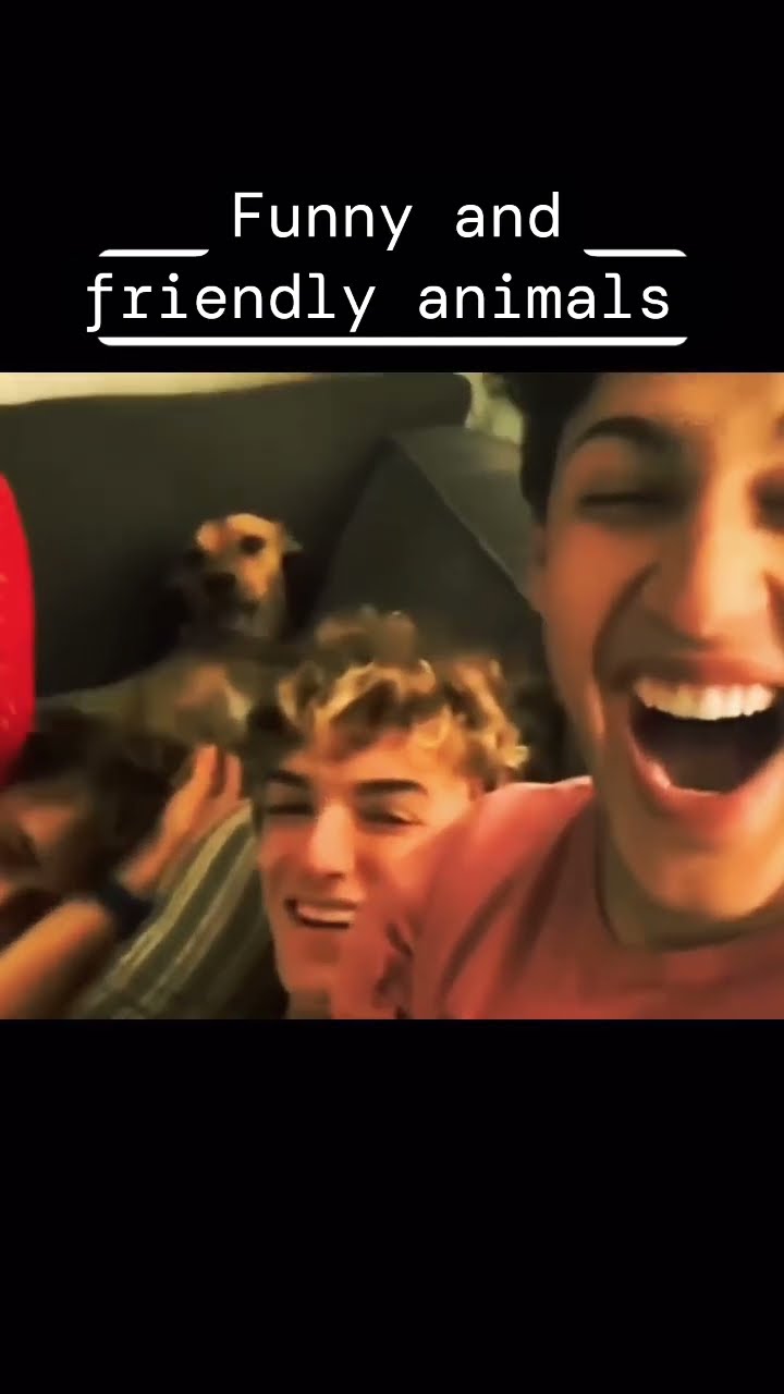 Funny And Friendly Animals Animals Dog Pets Doglover Puppy