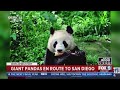 Eek! Giant pandas arrive safely at San Diego Zoo from China