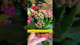 Technique pruning Kalanchoe flower in pot #shots