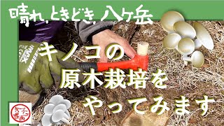 きのこの原木栽培をやってみます～初挑戦、ヒラタケとシイタケの原木栽培～