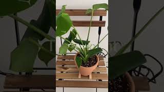 植物の植え替え｜モンステラ｜観葉植物