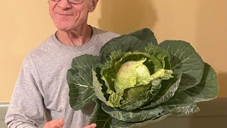 NEW CABBAGE GROWERS: do this with your potting mix or you won’t get HAPPY PLANTS!