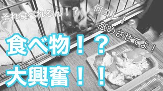 チワワの赤ちゃん、○○を見て大興奮‼️鳴き声初撮影😊