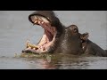 hippopotamus – the river horse 🦛