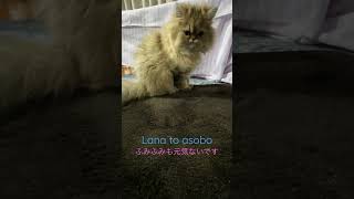 寝ぼけたお顔でふみふみする子猫 #shorts #ペルシャ子猫 #子猫