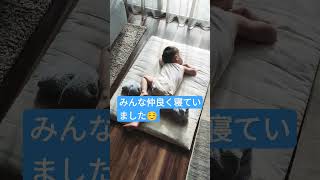 2歳双子と0歳児のカオスな昼寝風景#shorts #育児 #赤ちゃん #生後5ヶ月 #双子 #2歳児 #昼寝 #カオス