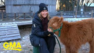 Hamish the Scottish Highland calf zooms his way into Americans’ hearts