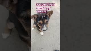 #tushumao #cat #dog #cute #foryou  তুন্ডু মনে হয় যে কথা বলে।