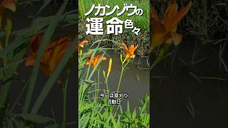 【草刈時】ノカンゾウの運命色々