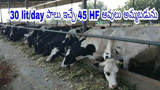 Pure HF breed cows 30 lit/day in Telangana