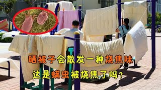 晒被子时会散发一种味道，这是螨虫被烧焦了吗？我们如何驱螨虫？