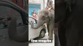 বিশাল বড় হাতি দেখুন___ #হাতি বাংলাদেশ #বিশাল #২০২৩ #rsrajibofficial