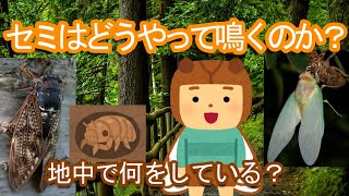 【疑問解決】セミはどうやって鳴く？地中で何をしている？