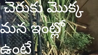 చెరుకు మొక్కను మీ పెరట్లో వేయండి