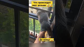 очень интересно смотреть, смех сквозь слезы #смех #тренд #юмор #рек #funny