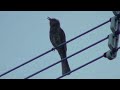 ヒヨドリの鳴き声 brown eared bulbul