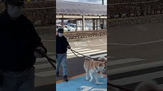 【秋田犬のお出迎え】🐾いつもありがとう💕 2024.2.28 #秋田犬 #akita #大館能代空港