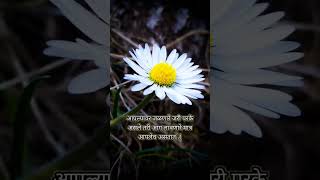 आपल्यावर जळणारे जरी परके #shortsvideo #status #new